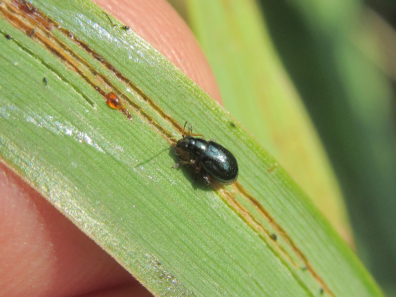 Chrysomelidae alticino su Iris pseudacorus: Aphthona coerulea (cfr)?